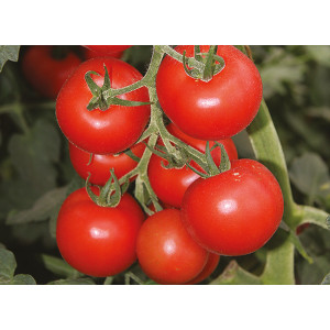 TOMATE Bolstar Granda (Qualité Premium)