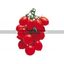 TOMATE Prince Borghese  (Qualité Premium)