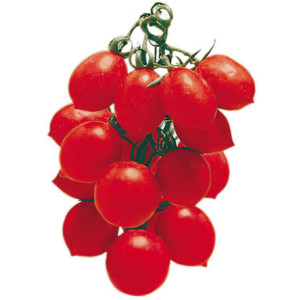 TOMATE Prince Borghese  (Qualité Premium)