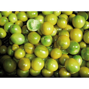 TOMATE Green Grappe  (Qualité Premium)