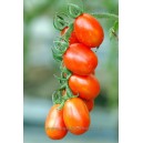 TOMATE Petite rouge de Bâle (Qualité Premium)