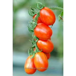 TOMATE Petite rouge de Bâle (Qualité Premium)