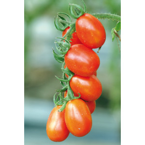 TOMATE Petite rouge de Bâle (Qualité Premium)