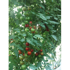 TOMATE Cerise Miel du Mexique (Qualité Premium)