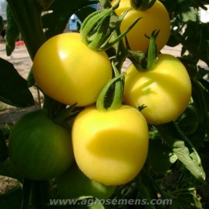 TOMATE Cerise Mirabelle Blanche (Qualité Premium)