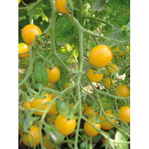 TOMATE Cocktail Clémentine (Qualité Premium)