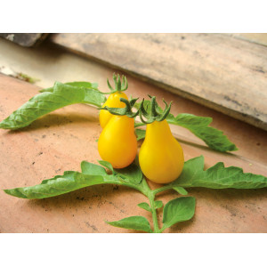 TOMATE Yellow Pearshaped