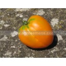 TOMATE Coeur de Boeuf Orange (Qualité Premium)