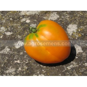 TOMATE Coeur de Boeuf Orange (Qualité Premium)