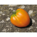 TOMATE Coeur de Boeuf Orange (Qualité Premium)