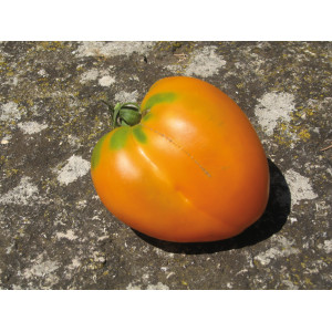 TOMATE Coeur de Boeuf Orange (Qualité Premium)