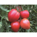 TOMATE Coeur de boeuf rouge (Qualité Premium)