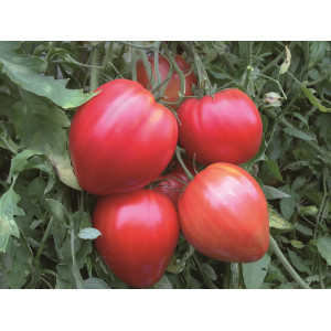 TOMATE Coeur de boeuf rouge (Qualité Premium)