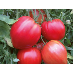 TOMATE Coeur de boeuf rouge (Qualité Premium)