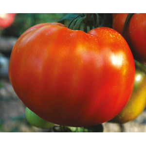 TOMATE ANCIENNE Joie de la table