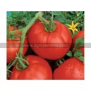 TOMATE Ace 55 (Qualité Premium)