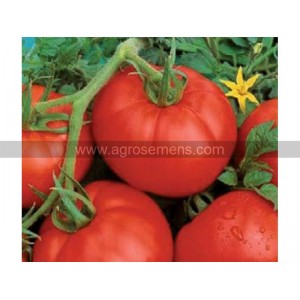 TOMATE Ace 55 (Qualité Premium)