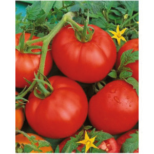TOMATE Ace 55 (Qualité Premium)