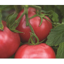 TOMATE Rose de Berne (Qualité Premium)