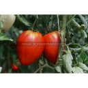 TOMATE Coeur de Boeuf rose (Qualité Premium)