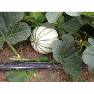 MELON Charentais Précoce du Roc
