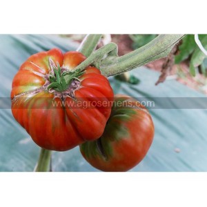 TOMATE Marmande (Qualité Premium)