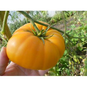 TOMATE Yellow Brandywine (Qualité Premium)