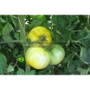 TOMATE Yellow Perfection (Qualité Premium)