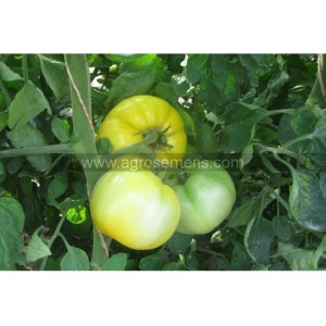 TOMATE Yellow Perfection (Qualité Premium)