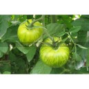 TOMATE Green Zebra (Qualité Premium)