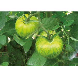 TOMATE Green Zebra (Qualité Premium)