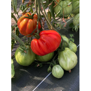 TOMATE Liguria (Albenga poire rouge) (Qualité Premium)