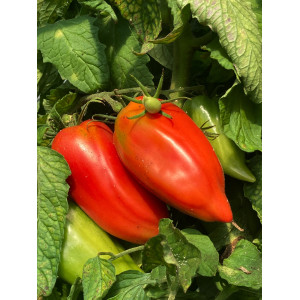 TOMATE Andine Cornue (Qualité Premium)