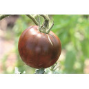 TOMATE Noire Russe (Qualité Premium)