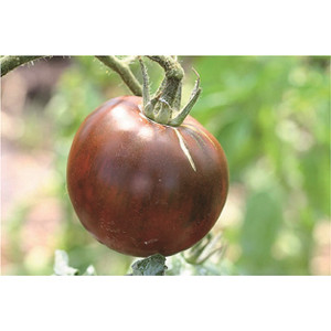 TOMATE Noire Russe (Qualité Premium)