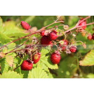 FRAISE des bois Reine des Vallées 