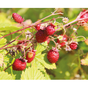 FRAISE des bois Reine des Vallées 