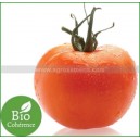 TOMATE La Carotina (Qualité Premium)