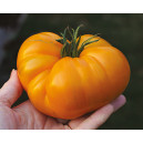 TOMATE Summer Cider