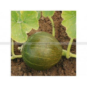 Nos graines potagères melon Vert Olive d'hiver bio - La Bonne Graine