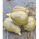 POTIRON Vert Olive
