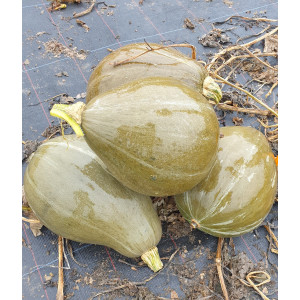 POTIRON Vert Olive