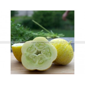 CONCOMBRE Lemon