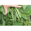 HARICOT nain vert Rugally 