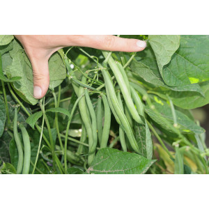 HARICOT nain vert Rugally 