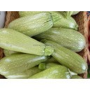 COURGETTE Verte petite d’Alger 