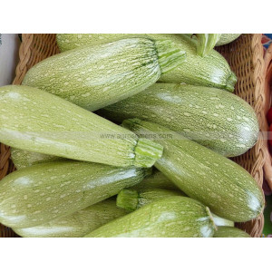 COURGETTE Verte petite d’Alger 