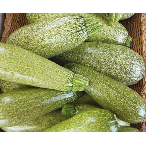 COURGETTE Verte petite d’Alger 