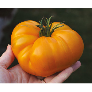 TOMATE Summer Cider  (QUALITÉ PREMIUM)