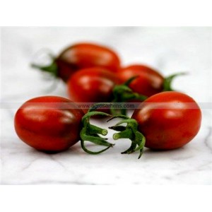 TOMATE Prune Noire (QUALITÉ PREMIUM)